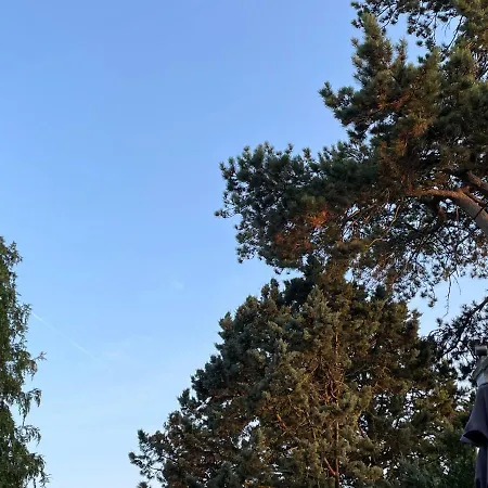 Le Sequoia De La Fayette - Hortillonnages, Amiens - Camon Camon (Picardy)